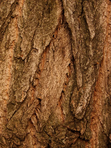 Chêne écorcé — Photo