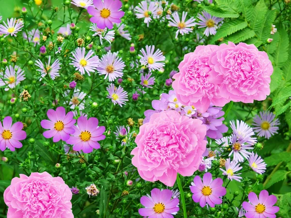 Blumen dekorativ — Stockfoto