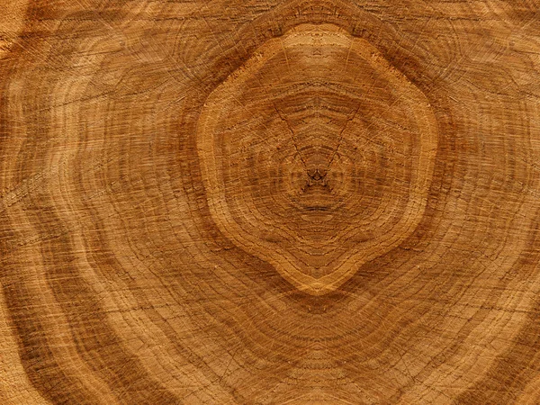 Texturas roble árbol — Foto de Stock