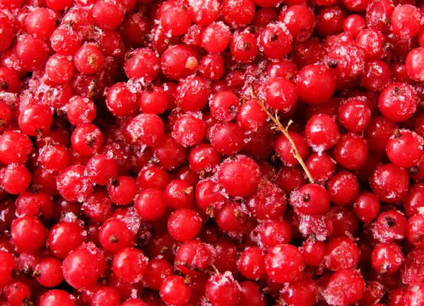Berries currant frozen red — Stock Photo, Image