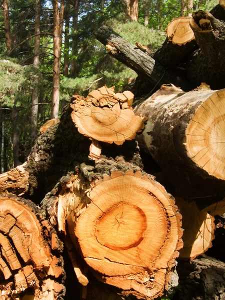 Tronco roble árbol — Foto de Stock