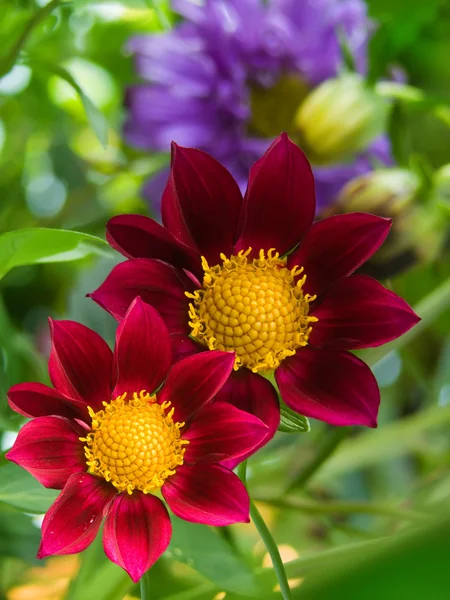 Flower decorative red petals — Stock Photo, Image