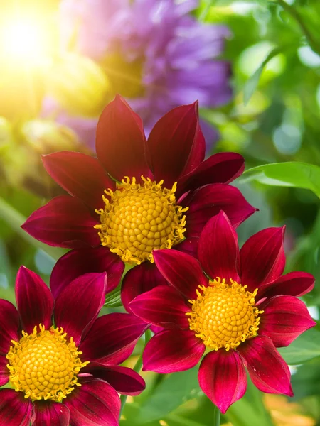 Dekorativa stora blombladδιακοσμητικά μεγάλα πέταλα λουλουδιών — Stockfoto