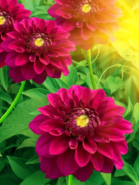 Bloemen pioenrozen — Stockfoto