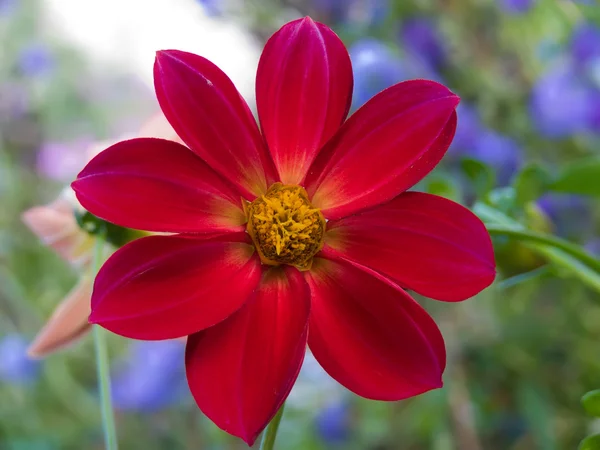 Płatki kwiatów czerwony — Zdjęcie stockowe