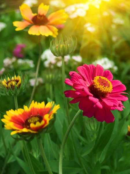 Bloemen rood geel bloemblaadjes — Stockfoto