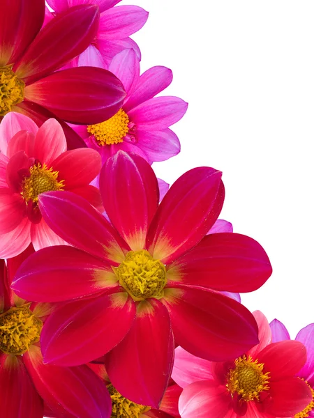 Fleurs décoratives pétales rouges — Photo