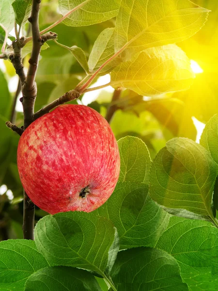 Gyümölcs alma piros — Stock Fotó