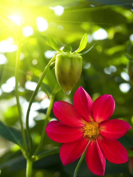 Blomma trädgård röda kronblad — Stockfoto