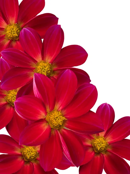 Flower red petals — Stock Photo, Image