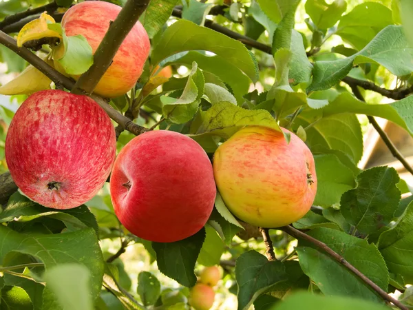 Ovoce jablka — Stock fotografie