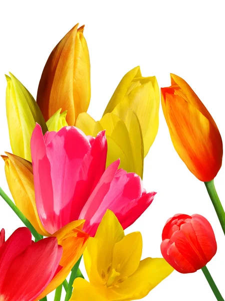 Tulipani di fiori — Foto Stock