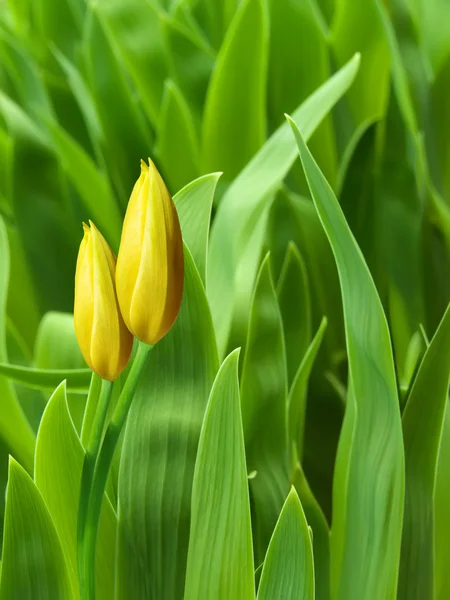Flores tulipas pétalas amarelas — Fotografia de Stock