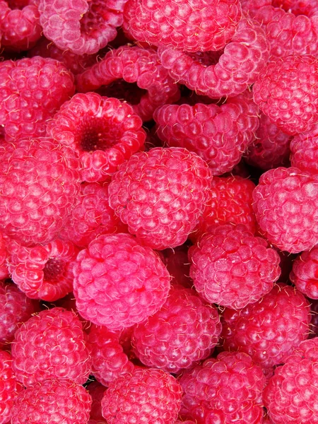 Berries raspberry — Stock Photo, Image