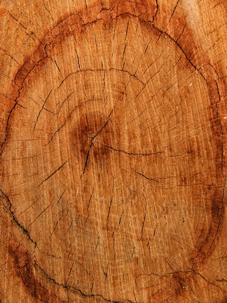 纹理树橡树 — 图库照片