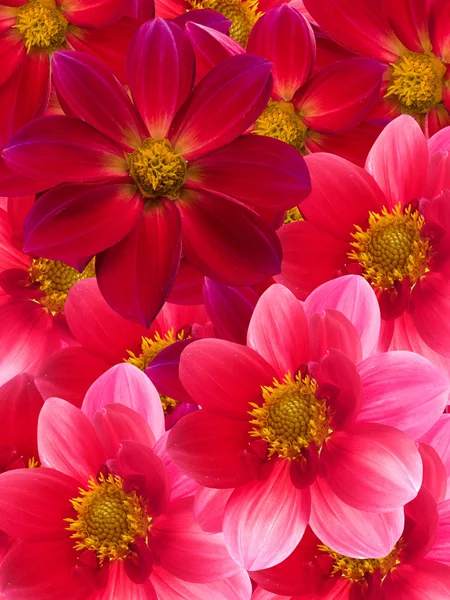 Flowers red petals — Stock Photo, Image