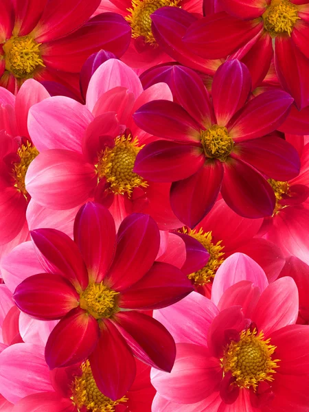 붉은 꽃 꽃잎 — 스톡 사진