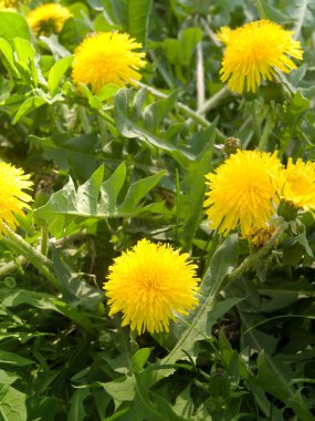 dandelions sarı çiçek