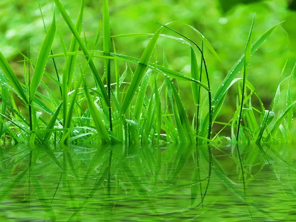 Gotas de agua hierba —  Fotos de Stock