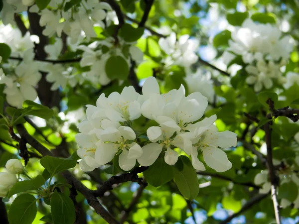 stock image Flowers tree apple-tree