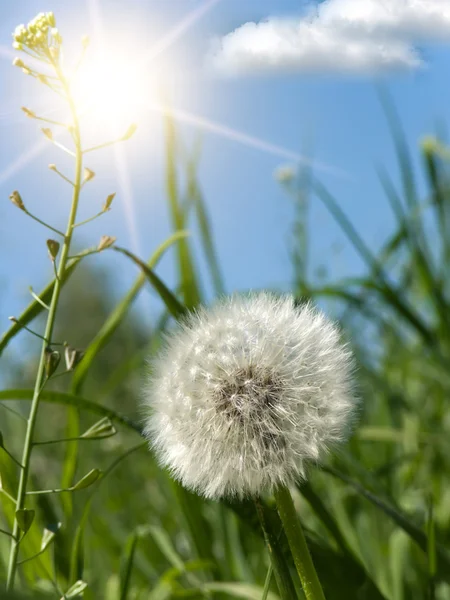 stock image Flower dandelion spring