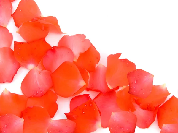 Petals rose flowers — Stock Photo, Image