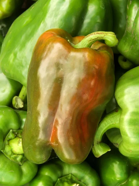Λαχανοκομία πιπεριά — Φωτογραφία Αρχείου