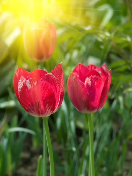 Blommor tulpaner röda kronblad — Stockfoto
