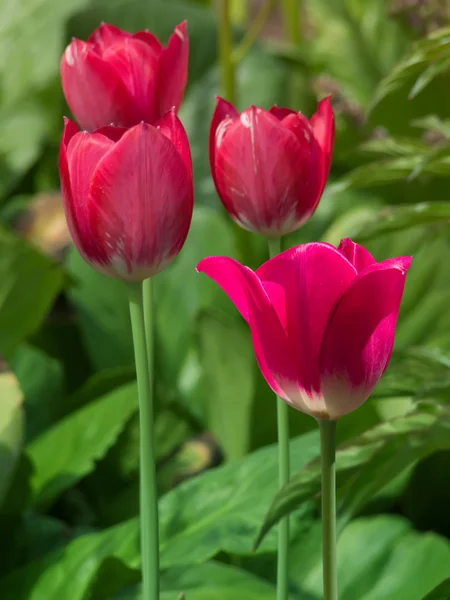 Blumen Tulpen rote Blütenblätter — Stockfoto
