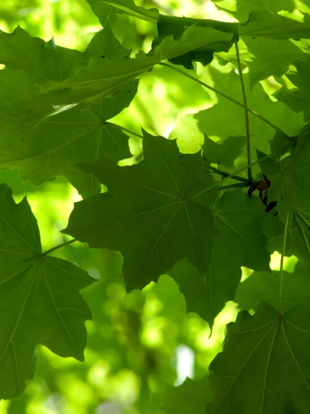 Listy stromu javor — Stock fotografie