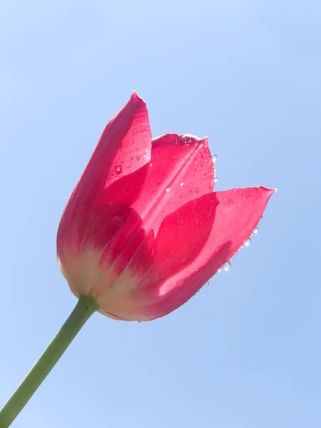 Gocce petali d'acqua tulipano — Foto Stock