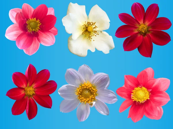 Květy dekorativní kolekce — Stock fotografie