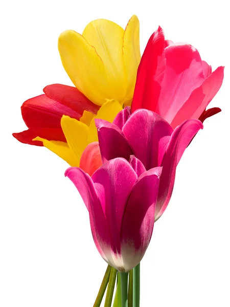 Flores tulipanes ramo — Foto de Stock