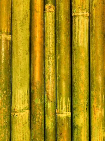 Tronco árbol de bambú —  Fotos de Stock