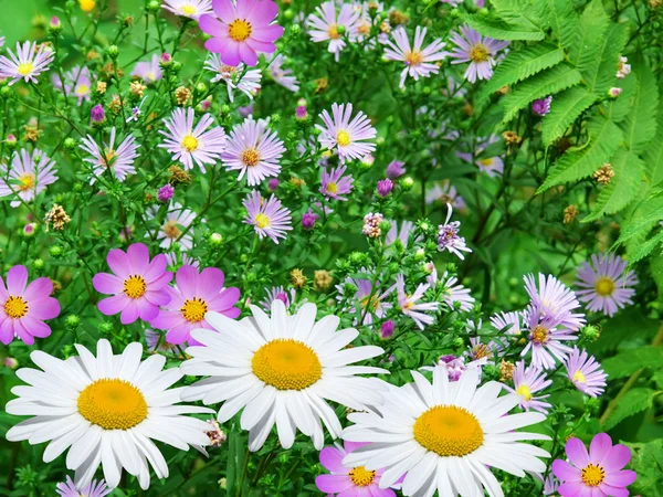 ดอกไม้ ดอกคาโมไมล์ — ภาพถ่ายสต็อก