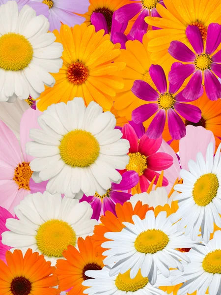 Flowers camomiles decorative — Stock Photo, Image