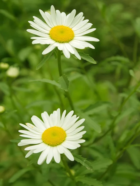 ดอกไม้ ดอกคาโมไมล์ — ภาพถ่ายสต็อก