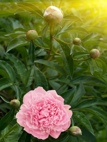 Flores dalia pétalos rosados —  Fotos de Stock