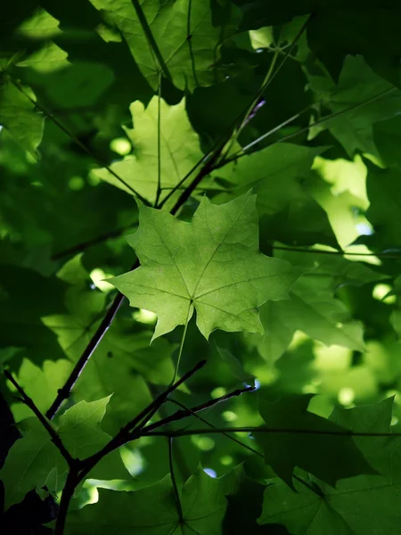 나무 단풍나무 잎 — 스톡 사진