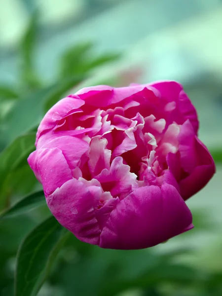 Fleur dahlia — Photo
