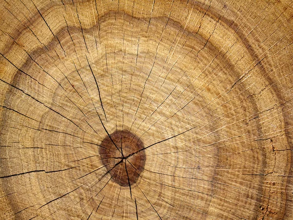 Meşe Ağaç kesme — Stok fotoğraf