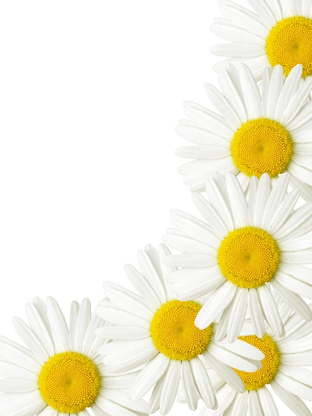 カモミールの花 — ストック写真