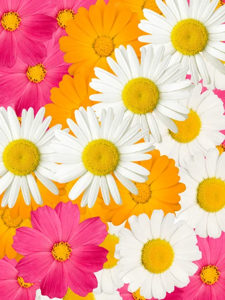 Ромашка квіти, декоративні — стокове фото