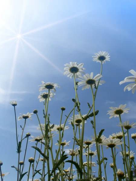 Flores manzanillas sol — Foto de Stock