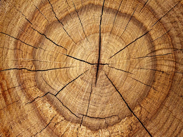 Corte de roble árbol —  Fotos de Stock