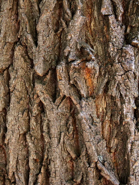 Bark tree oak — Stock Photo, Image