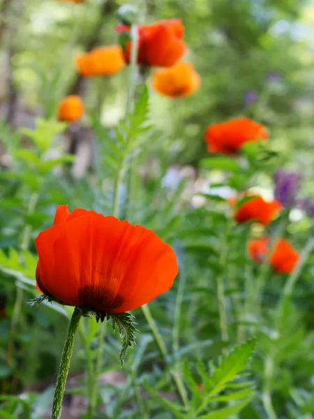 Flowers poppies red petals — Stock Photo, Image