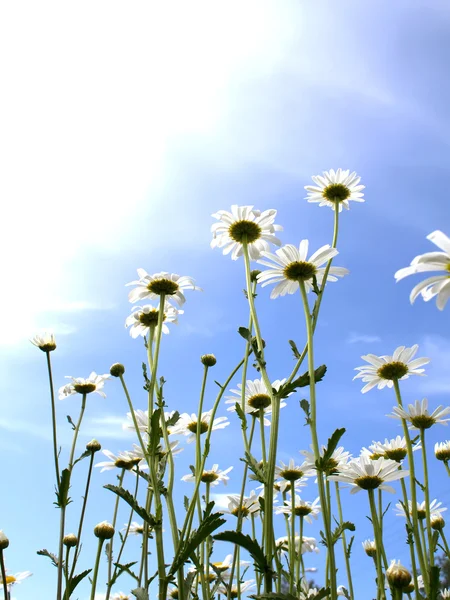 Květiny camomiles slunce — Stock fotografie