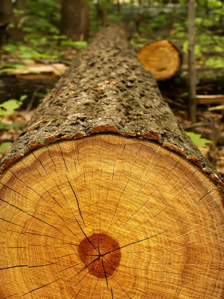 Potongan pohon oak — Stok Foto