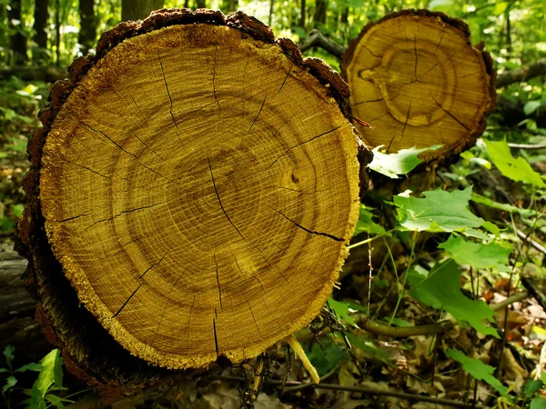 Taglio quercia — Foto Stock